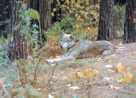 VILKS.JPG (23153 bytes)