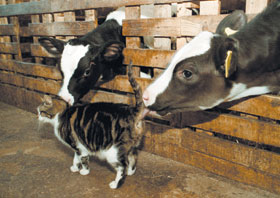 GOVS.JPG (21020 bytes)