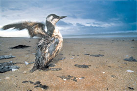 PUTNS.JPG (15486 bytes)