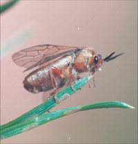 MAMMAUNOLAS.JPG (8616 bytes)