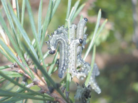 PIEAUGUSHI.JPG (17366 bytes)