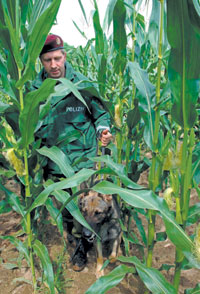 KUKURUZA.JPG (28676 bytes)