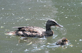 PILE.JPG (15439 bytes)