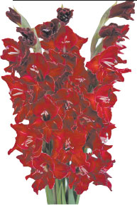 PUKES.JPG (21583 bytes)