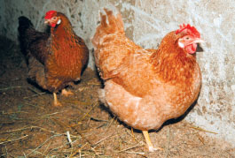 VISTAS.JPG (20705 bytes)