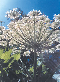 LATVANIS.JPG (22604 bytes)