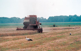 RAZA-PLAUJA.JPG (13203 bytes)