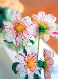 DALIJAS1.JPG (19277 bytes)