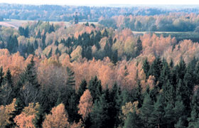 LIGATNE.JPG (21165 bytes)