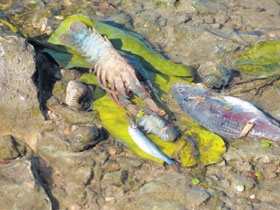 BEIGTASZIVIS.JPG (25115 bytes)