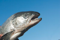 ZIFS.JPG (5559 bytes)