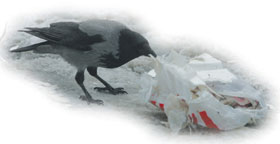 VARNA.JPG (6927 bytes)