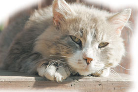 KAKIS.JPG (12991 bytes)