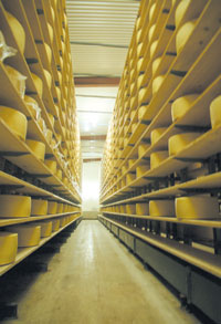 LIMBAZU-PIENS834293.JPG (19985 bytes)