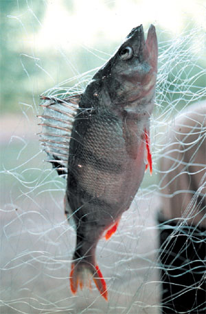 PIRMAAAA.JPG (38221 bytes)