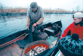 ZIVIS2.JPG (20668 bytes)