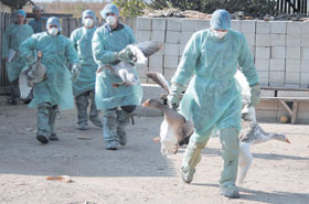 ROMANIA-BIRD.JPG (17971 bytes)