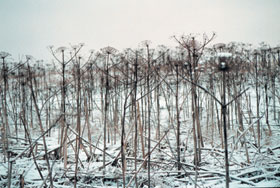 LATVANI1.JPG (21593 bytes)