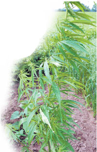 KAIFS.JPG (25172 bytes)