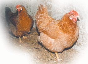 VAIDAVA-VISTAS.JPG (16815 bytes)