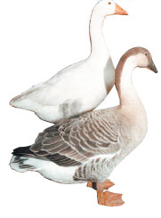 GAAGAA.JPG (8569 bytes)