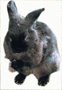 TRUSIS1806.JPG (14069 bytes)